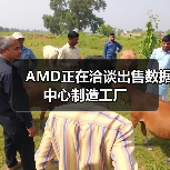 AMD数据中心工厂遭亚洲企业竞购