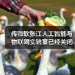 微软张江AIoT实验室关闭 中国战略收缩引关注 微软张江AIoT实验室关闭 中国战略收缩引关注