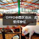 OPPO中国区换帅,段要辉接任 OPPO中国区换帅,段要辉接任