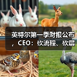 英特尔第一季财报公布,CEO:砍流程、砍层级、押技术 英特尔第一季财报公布,CEO:砍流程、砍层级、押技术