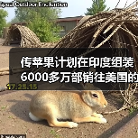 传苹果计划在印度组装6000多万部销往美国的iPhone 传苹果计划在印度组装6000多万部销往美国的iPhone