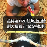 英伟达H20芯片出口管制大反转？市场将如何应对？