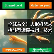 全球首个!人形机器人格斗赛燃爆杭州,技术对决看点十足 全球首个!人形机器人格斗赛燃爆杭州,技术对决看点十足