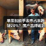 苹果智能手表市占率跌破20%?国产品牌崛起冲击领头羊地位 苹果智能手表市占率跌破20%?国产品牌崛起冲击领头羊地位